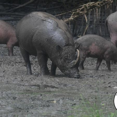 Tangkoko Lodge ビツン エクステリア 写真