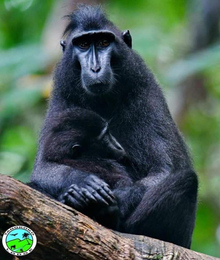 Tangkoko Lodge ビツン エクステリア 写真