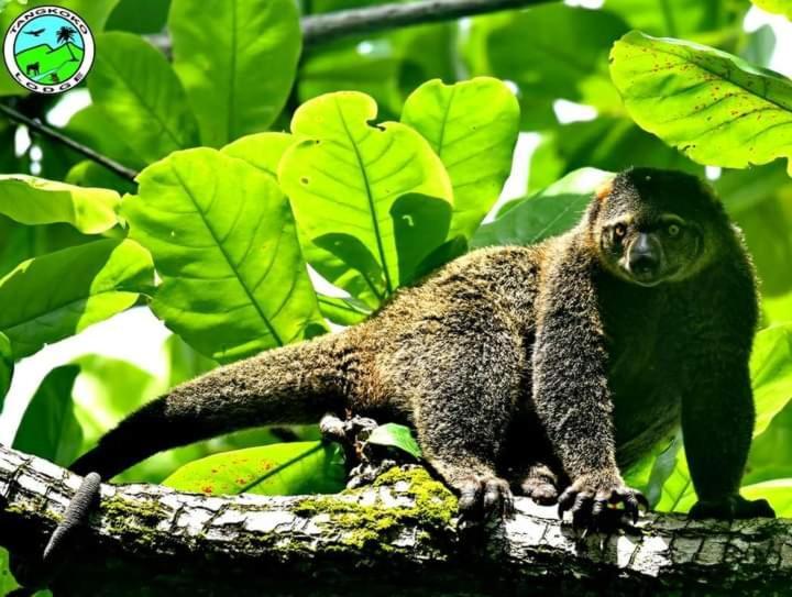 Tangkoko Lodge ビツン エクステリア 写真