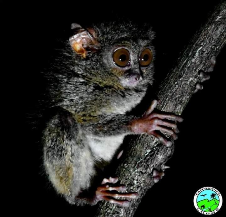 Tangkoko Lodge ビツン エクステリア 写真