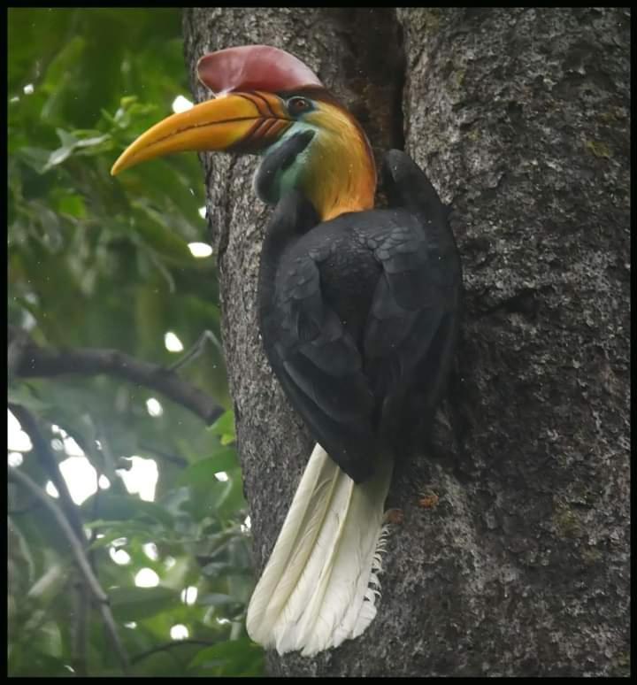 Tangkoko Lodge ビツン エクステリア 写真
