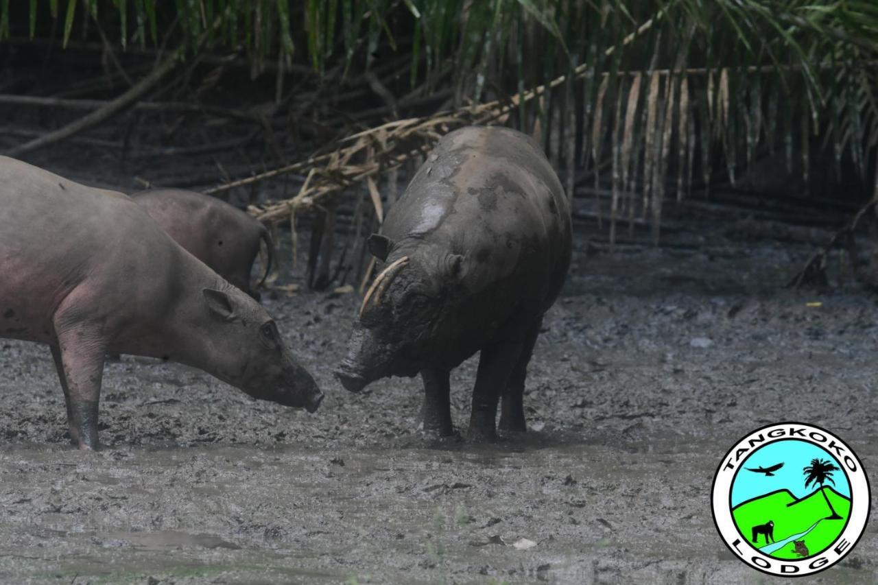 Tangkoko Lodge ビツン エクステリア 写真