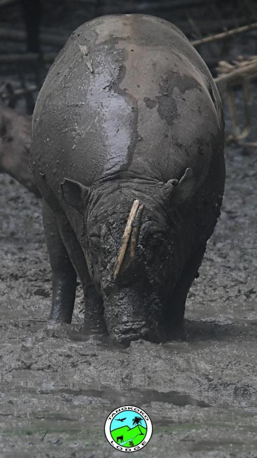 Tangkoko Lodge ビツン エクステリア 写真